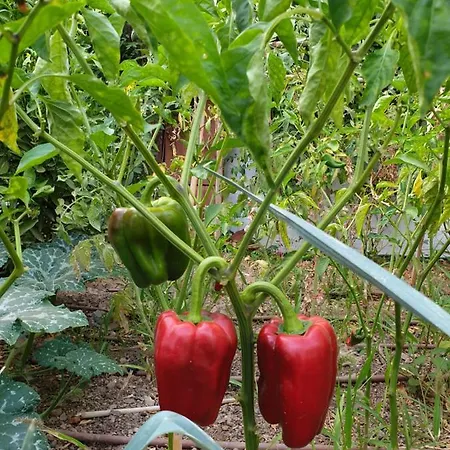 Ferienhaus Lala's House